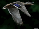 Colvert