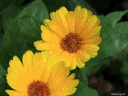 Fleurs